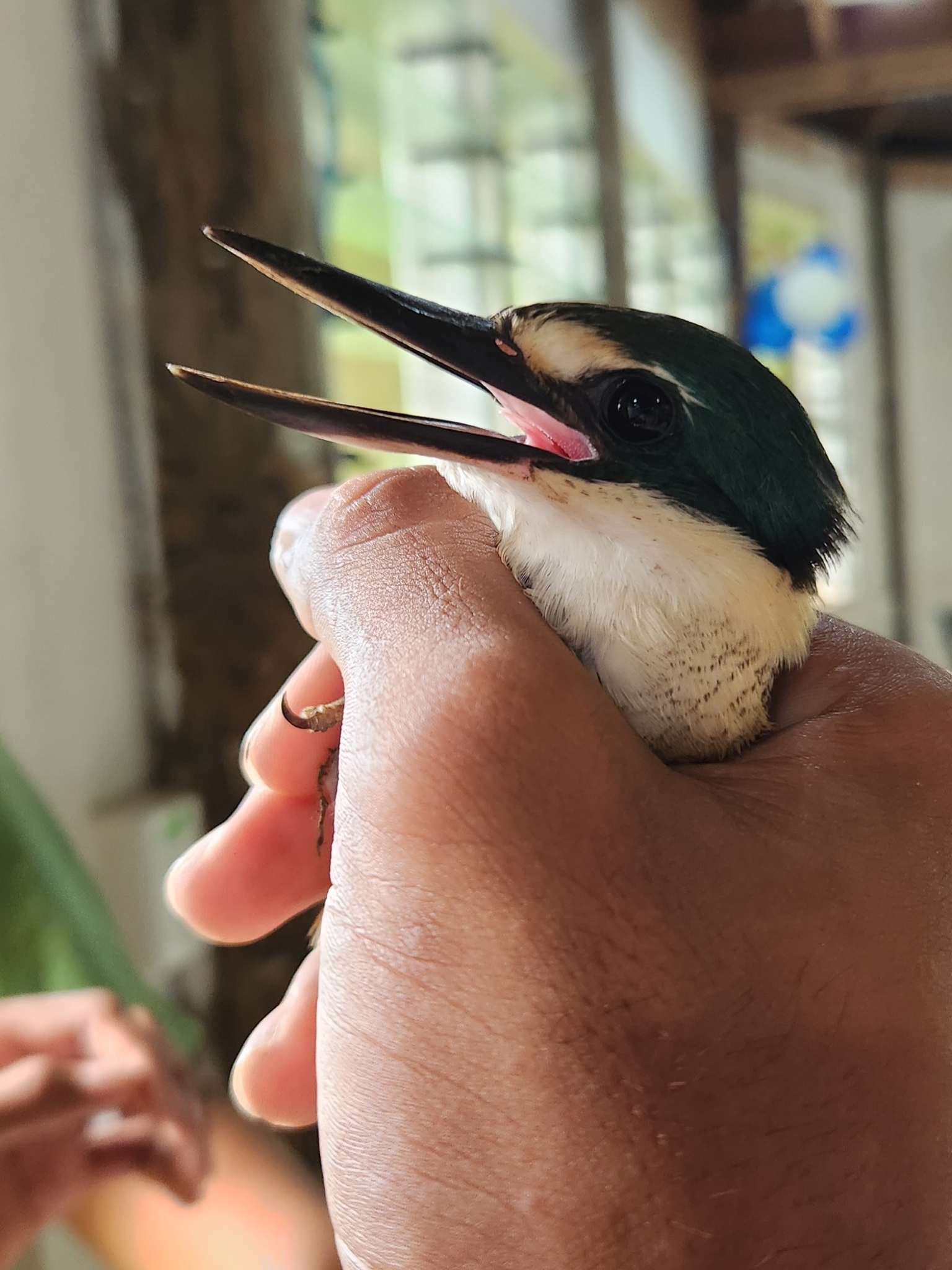 Flat-billed Kingfisher (Todiramphus recurvirostris), photo 9