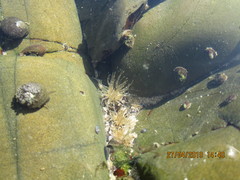 Anthopleura michaelseni