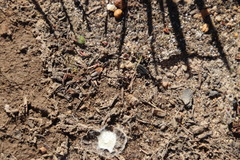 Crematogaster capensis