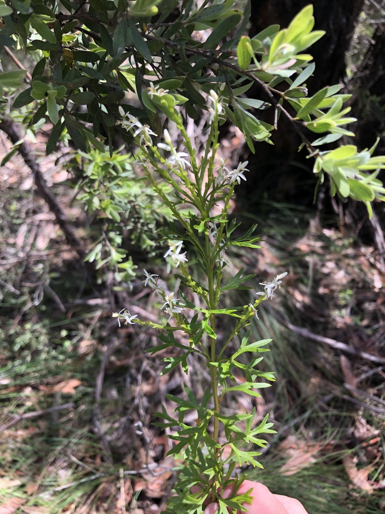 Symphionema montanum from Blue Mountains, NSW, Australia on November 15 ...