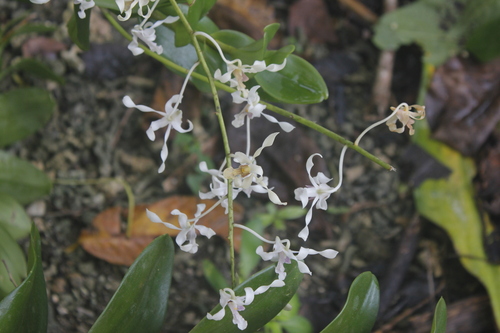 Dendrobium gouldii, photograph 5