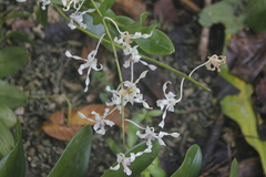 Dendrobium gouldii, photograph (c) Stella Fish, some rights reserved (CC BY)