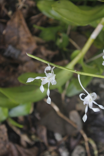 Dendrobium gouldii, photograph 6