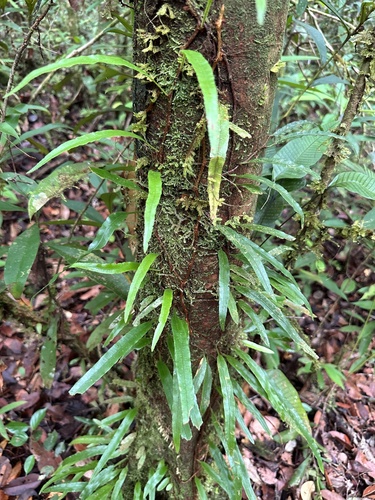 Davallia angustata observed 2024-04-04