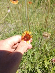 Gaillardia suavis