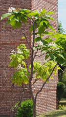 Magnoliopsida