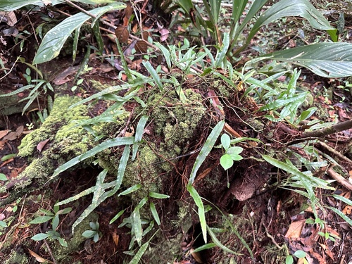Davallia angustata observed 2024-04-04