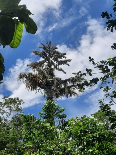 Solomon's sago palm (Metroxylon salomonense)