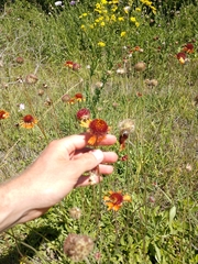 Gaillardia suavis