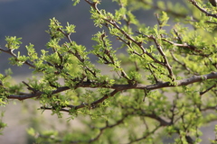 Vachellia schaffneri