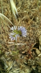 Gilia capitata capitata