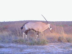 Oryx gazella