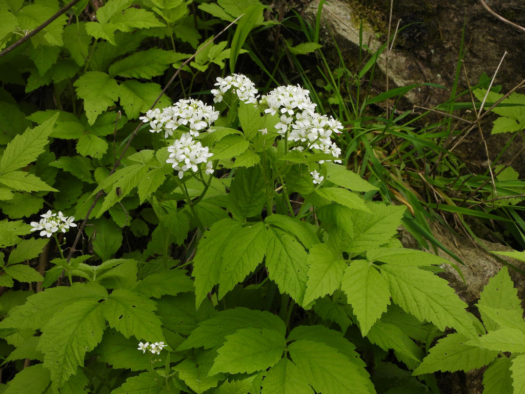 White-flower bittercress