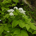 White-flower Bittercress - Photo (c) Chuangzao, some rights reserved (CC BY-NC), uploaded by Chuangzao
