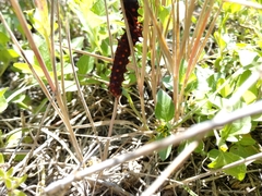 Cleveland Powell, CC BY, iNaturalist via GBIF Aristolochia erecta, photograph Cleveland Powell, CC BY, iNaturalist via GBIF
