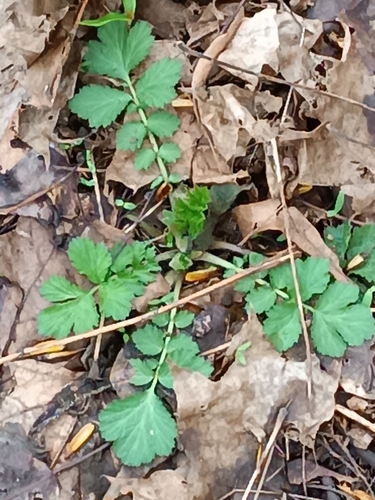 Geltonoji žiognagė nuotrauka