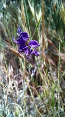 Streptanthus glandulosus pulchellus