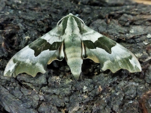 Lime hawk-moth