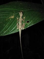 Anolis tandai