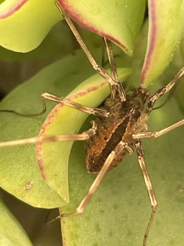 Dicranopalpus pulchellus