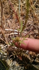 Gilia capitata capitata