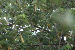 Vireo pallens