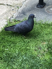 Columba livia