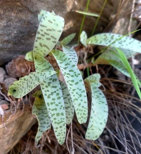 Ledebouria socialis