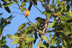 Vireo pallens