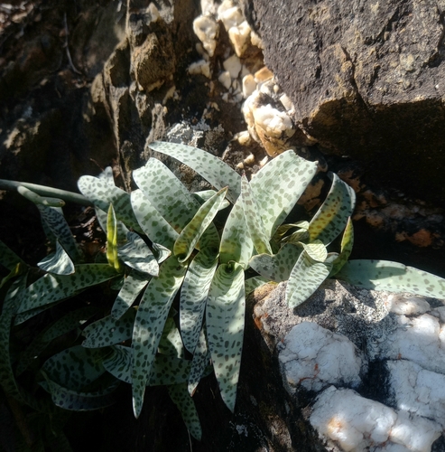 Ledebouria socialis