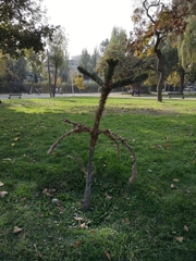 Araucaria araucana