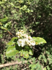 Crataegus gaylussacia