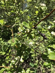 Crataegus gaylussacia