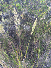 Calamagrostis ophitidis