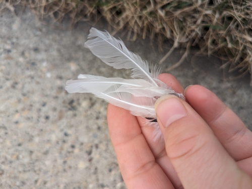 Plume de Bruant des neiges