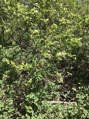 Crataegus gaylussacia