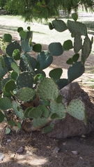 Opuntia