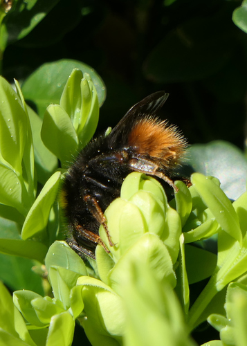 Early Bumble Bee photo 2