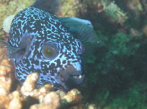 Hondskopkogelvis (Arothron nigropunctatus) — Tetraodontidae — 3