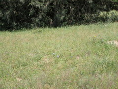 Tradescantia subacaulis