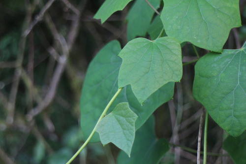 Sinomenium acutum iNat (3)