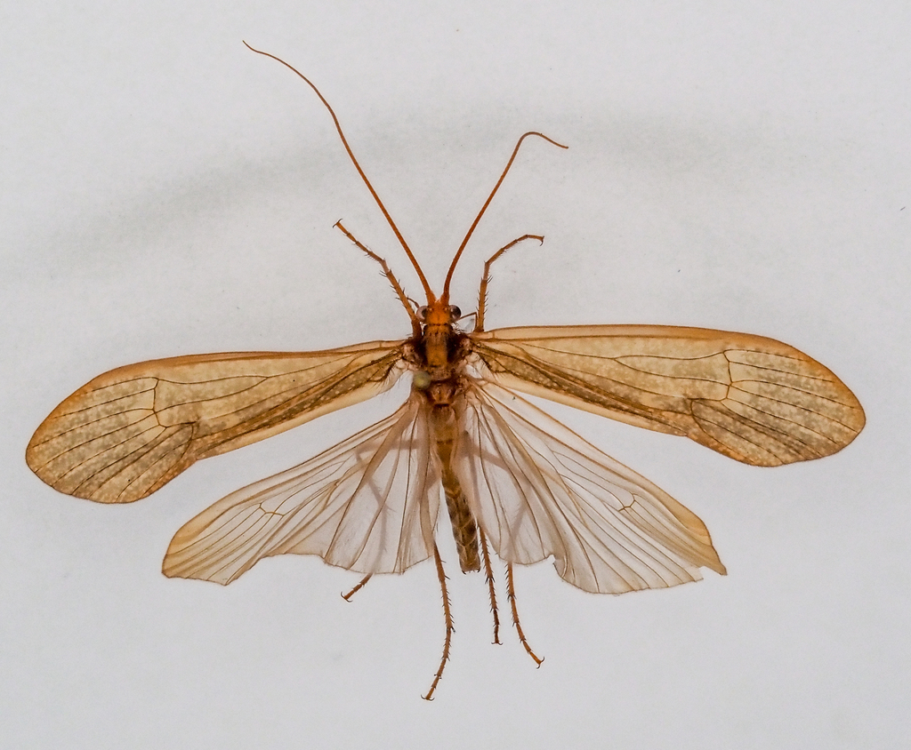 Stenophylax permistus