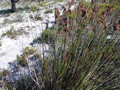 Staberoha distachyos