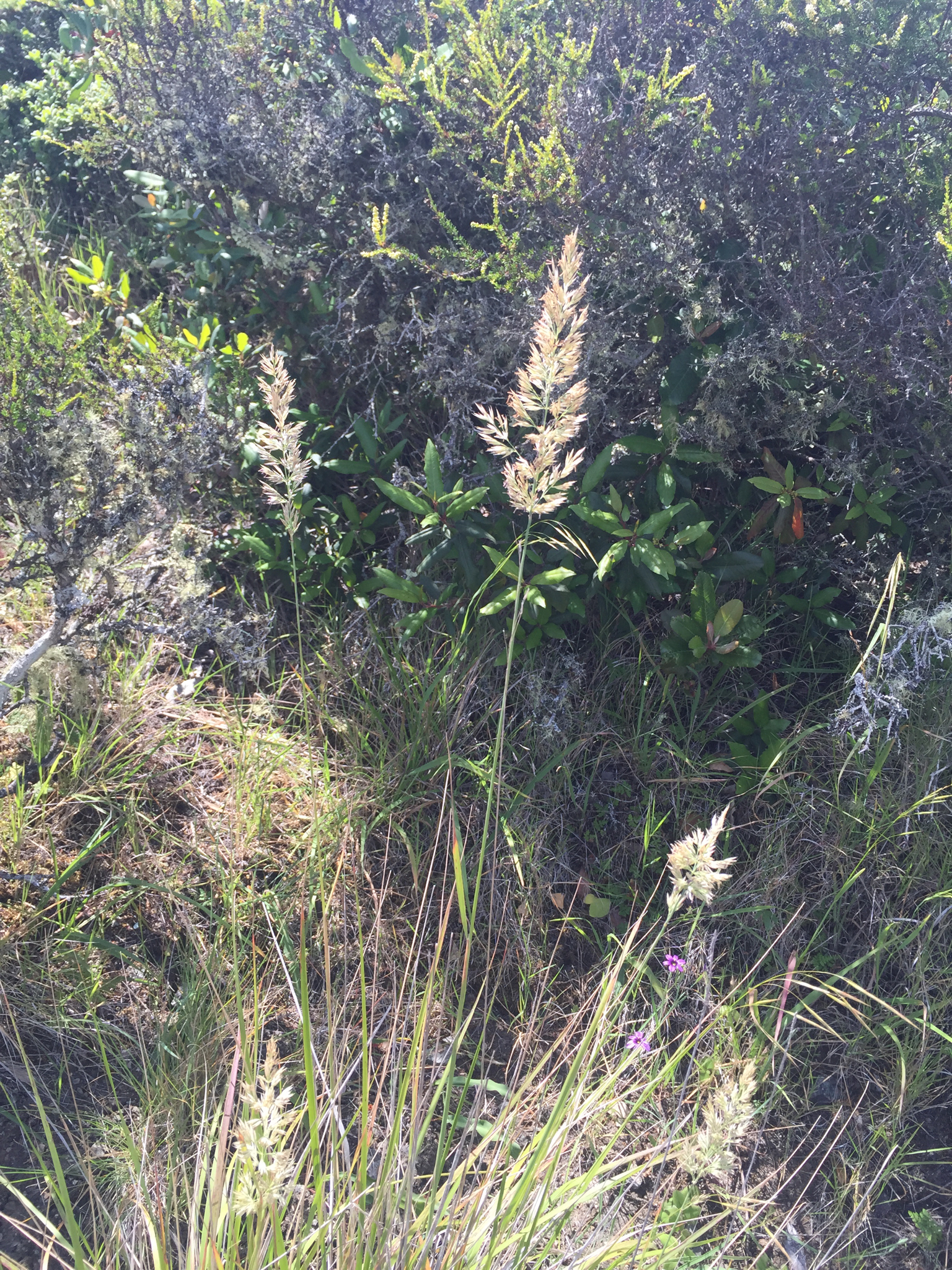 Calamagrostis ophitidis