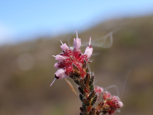 Image of Erica glabella by (c) Ren Hoekstra, some rights reserved (CC BY)