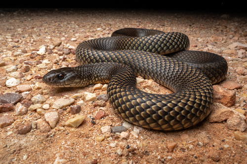 Mulga Snake sighting