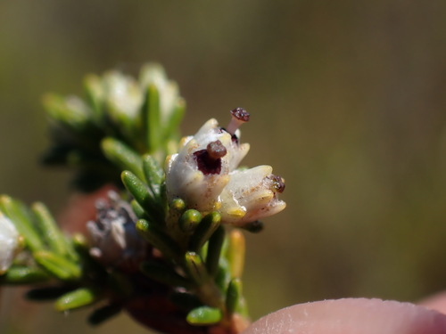 Image of Erica lasciva by (c) Ren Hoekstra, some rights reserved (CC BY)