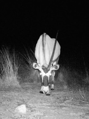 Oryx gazella
