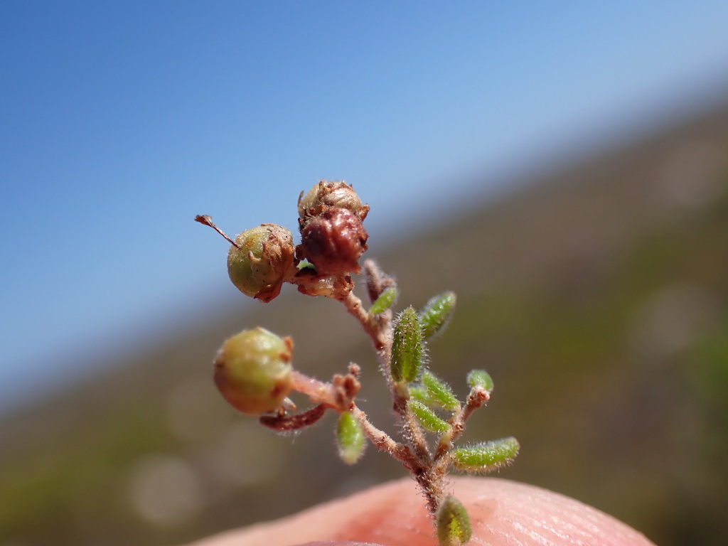 Erica blancheana
