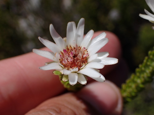 Image of Staavia dodii by (c) Ren Hoekstra, some rights reserved (CC BY)